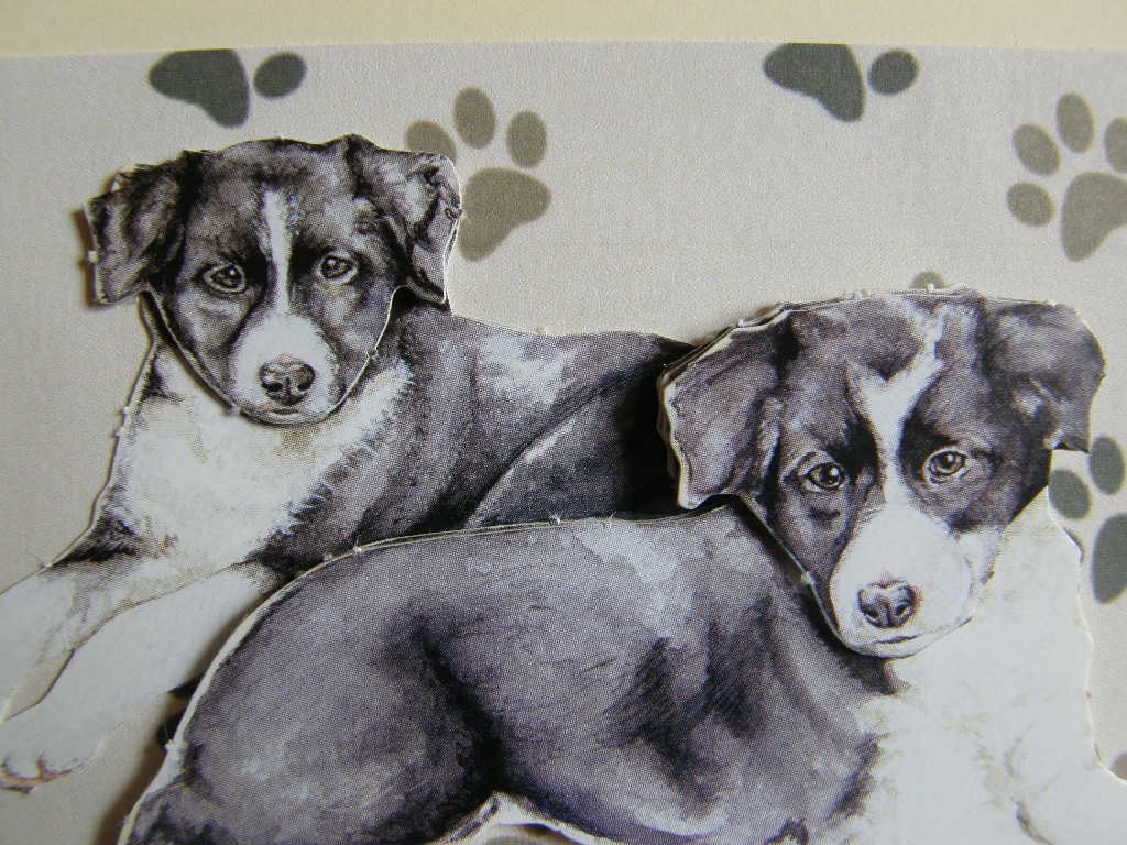 Border Collie card Border Collies BLANK dog card Border Collie greetings card Border Collie puppies decoupage card - sheepdogs - dogs card