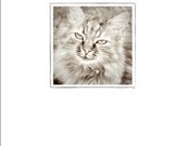 Doubtful Cat Greeting Card