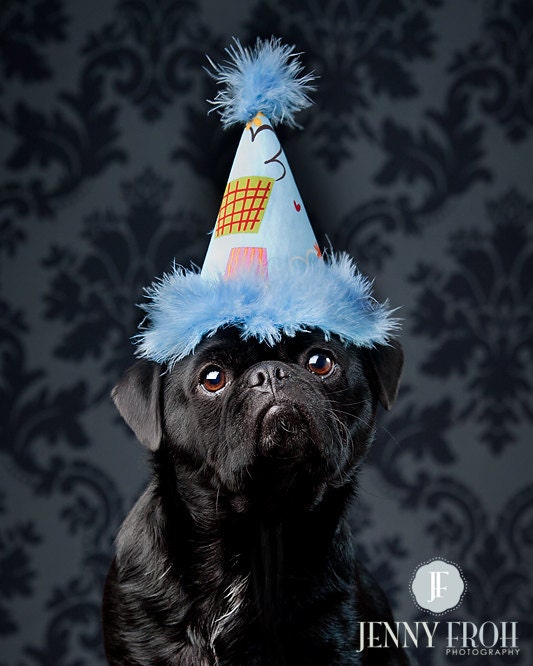birthday hat dog