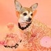 Dog Days of Summer Dog Dress