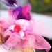 Beverly Hills Dog Feather Hat