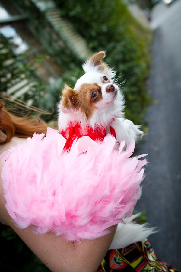 Coral and Pink Rosette Feather Harness Dog Dress