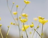 Prairie Buttercup - Wildflower Fine Art Photography - 5x7