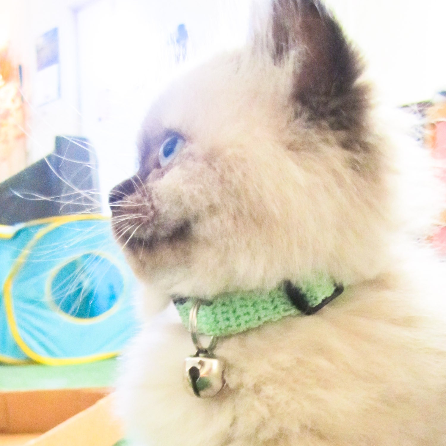 Crochet Cat Collar Seafoam Green