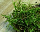 Green Moss Terrarium Supplies Quart Sized Bag