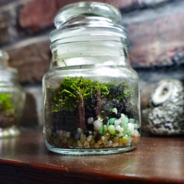 Natural  Live Moss Terrarium Micro Garden Small - welchva