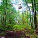 Tree Trams...16x20 matted giclee print