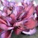 Handmade Cranberry Paper Flowers - Set of 4