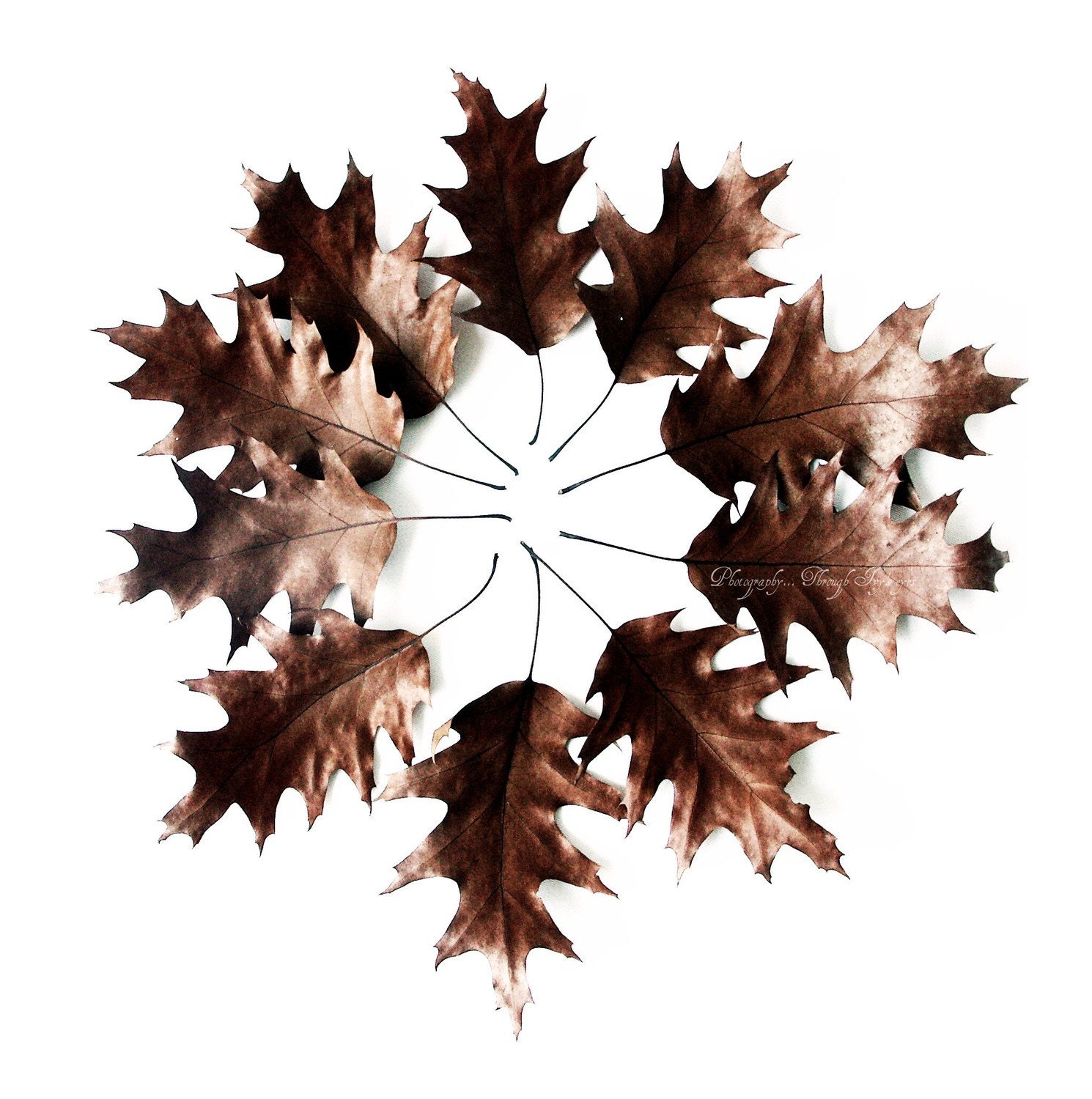 Circle of friends - fine art photography print 5x5 - 8x8