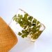 Maidenhair Fern Botanical Resin Bangle.  Chunky Bangle with Pressed Flowers.  Real Flowers - Green Maidenhair Fern