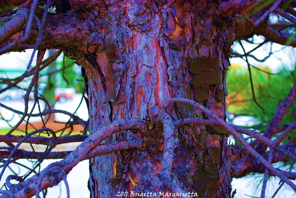 Bleu' Bark Fantasy Fine Art Photograph 8 x 12 Oak Tree Indigo Blue Red Magenta Purple Orange Brown Forest Fairyland Dream