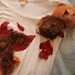 Bleeding Bear Shirt