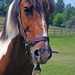 Custom Painting from a PONY 16x20