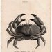 1812 sea life original antique engraving - black crawed crab