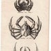1812 sea life original antique engraving - spider and slender legged crabs