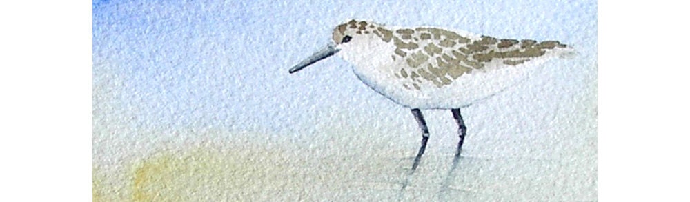 Sandpiper Bird Art, Original Watercolor