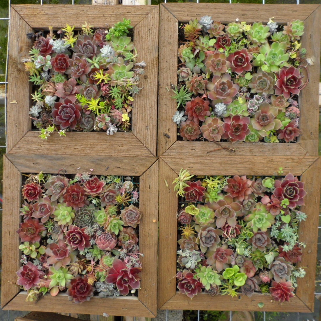Succulent Living Wall Art, 12 inch - A Mosaic Growing and ready to hang