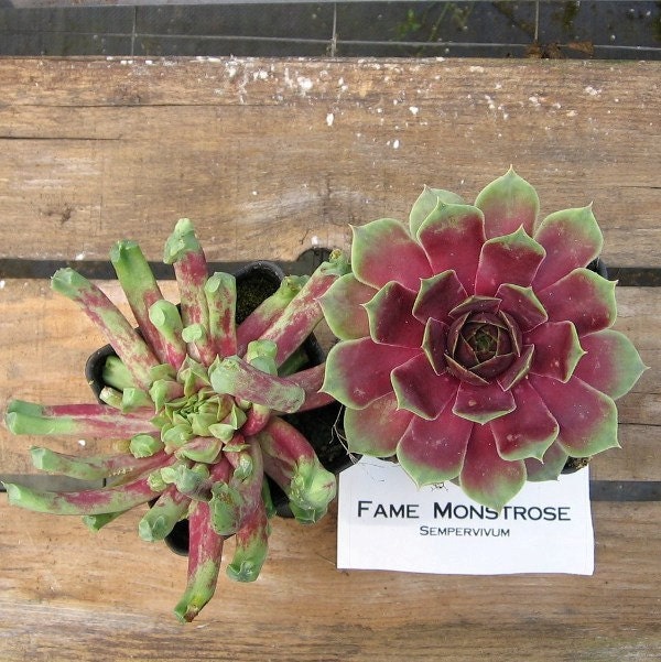 Fame Montrose Sempervivum Plant, Hens and Chicks, Extremely Cold Hardy Succulent