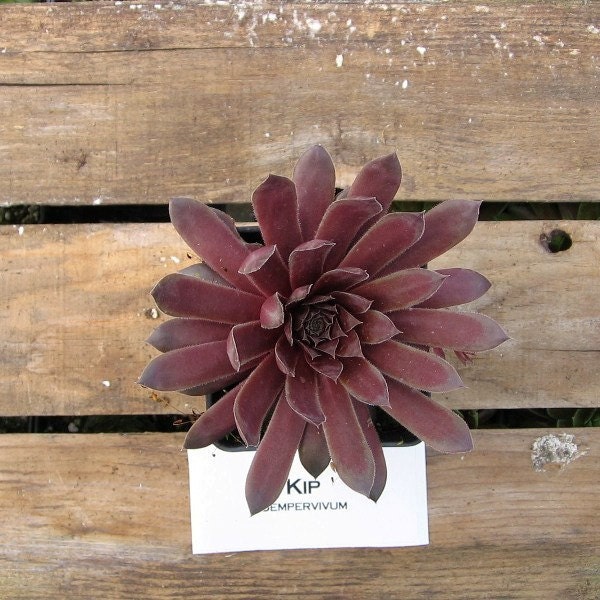 Kip Sempervivum Plant, Indoor, outdoor, Extremely Succulent Plant