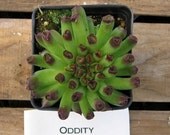 Oddiity Sempervivum Plant, Indoor or outdoor Succulent Plant