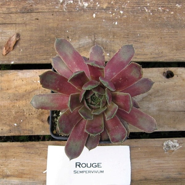 Rouge Sempervivum Plant, Indoor or outdoor Succulent Plant