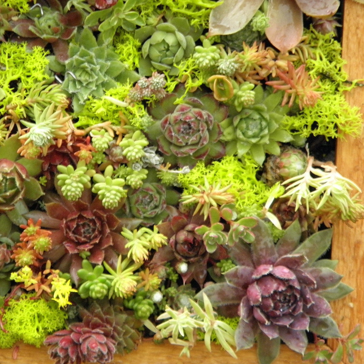 Succulent Vertical Living Wall Art Kit, 12 inch, Buy this or we can make custom sizes.