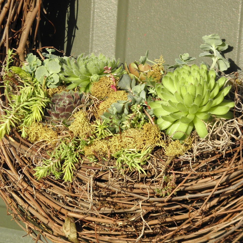 Succulent Plants meet a Grapevine Wreath 16 inch