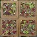 Succulent Living Wall Art, 12 inch - A Mosaic Growing and ready to hang
