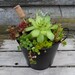 Succulent Centerpiece, BLACK Planter with a Basket of Gems
