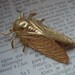 METAMORPHOSIS - Unisex Cicada Bug Brooch or Lapel Pin or Tie Tack in Raw Brass Insect Collector Colorful Wings