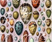 antique french exotic bird eggs collage sheet digital download