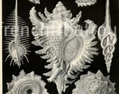 antique victorian illustration seashells 1904 lithograph