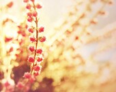 30% off  Oh Sweet Heather 8x8 (20x20cm) Fine Art Photography