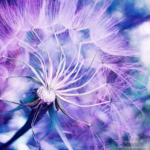 30% off Vibrations 8x8 (20x20cm) Nature Macro Photography floral flower dandelion blue violet purple bokeh spring summer