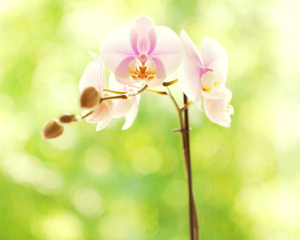 30% off Orchid Flower Nature Photography 8x10 (20x25cm) beautiful floral prints for spring home decor