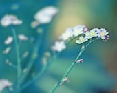 30% off Fine Art Nature Photography 8x10 (20x25cm) Forget Me Not  floral home decor royal blue unisex flowers floral