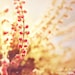 30% off  Oh Sweet Heather 8x8 (20x20cm) Fine Art Photography