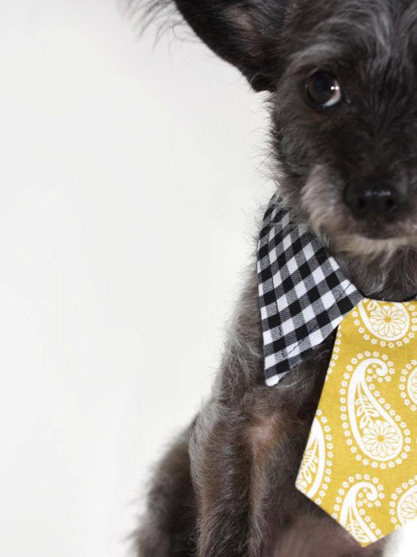 Dog tie and shirt collar- Mustard print and gingham