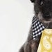 Dog tie and shirt collar- Mustard print and gingham