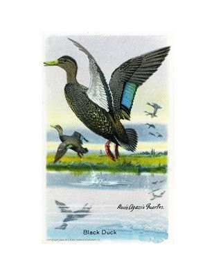 Package of 12 Blank Note Cards,  Black Duck