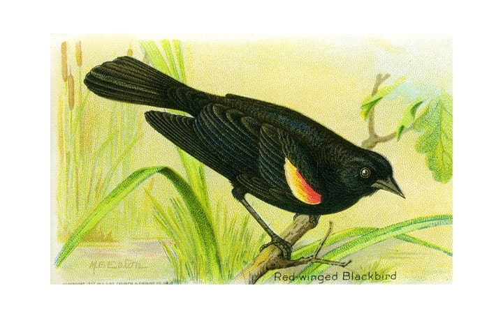 Package of 12 Blank Note Cards,  Red-winged Blackbird