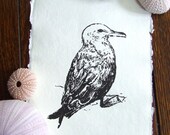 Seagull Black Winged Gull Gocco Print on Khadi Paper