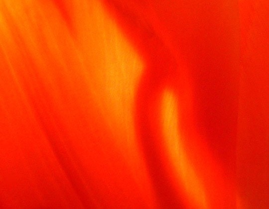 Tulip Seduction - 8x10 Fine Art Photographic Print