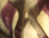 Before the Bloom - Tulips - 5x7 Archival Fine Art Photograph