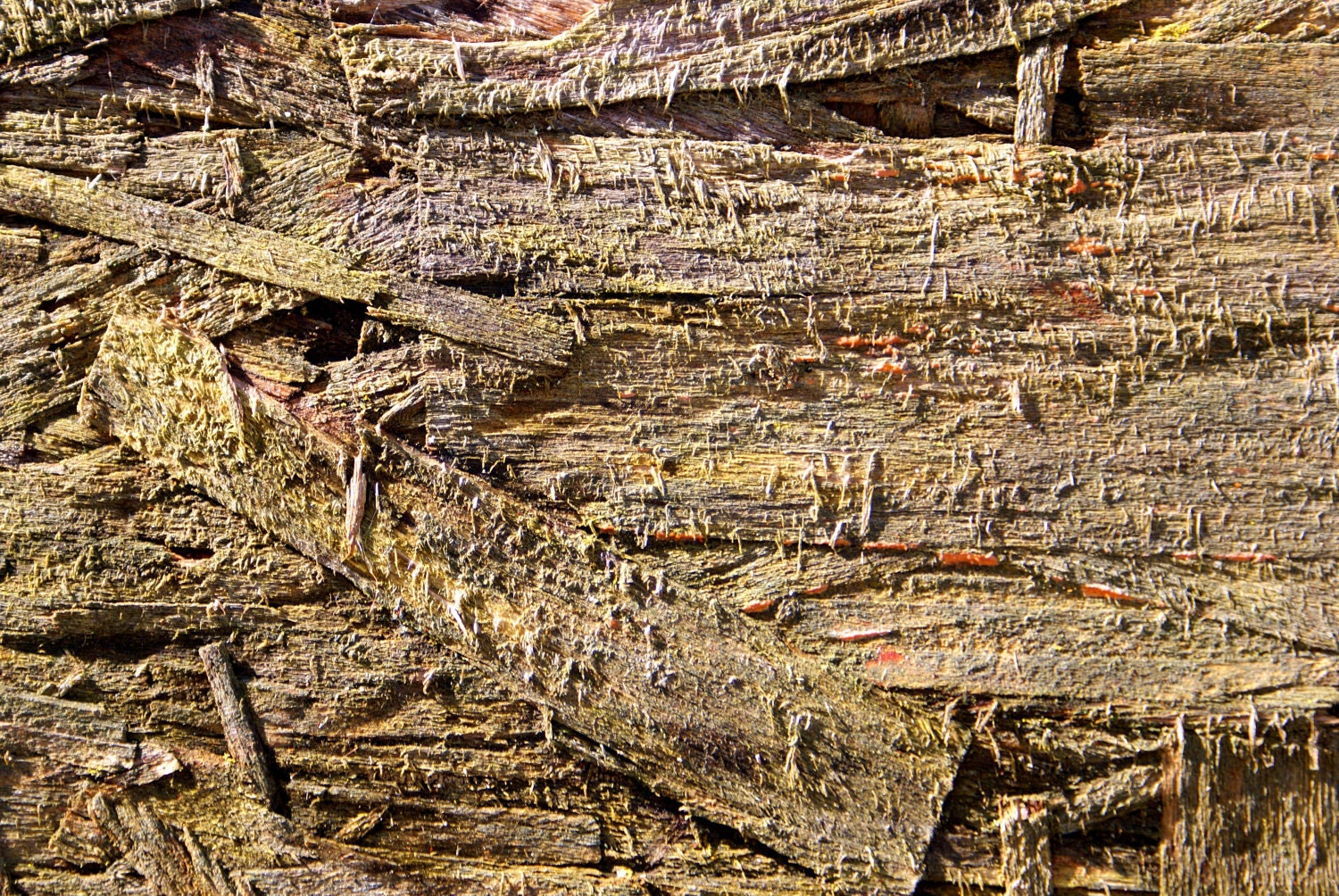 abstract green yellow brown tan wood - "Decay" 8x10 photograph