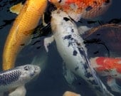 Fish orange white yellow black swim water zen nature - "Playing Koi" 8x10 photograph
