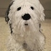 Crocheted Old English Sheepdog PDF Pattern - Digital Download
