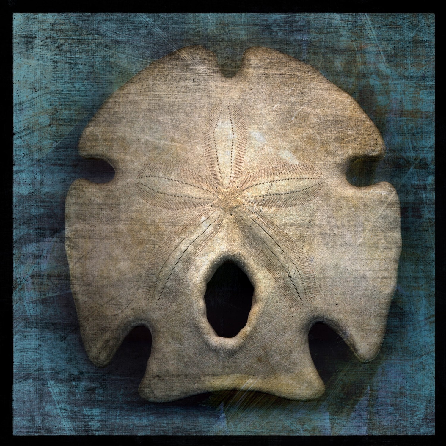 Arrowhead Sand Dollar No. 1 - 8 in x 8 in Fine Art Photograph - Nature Photography - Seashell Photography - Seashells Home Decor - Beach Art