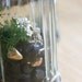 Three Terrariums in Vintage Containers, Pixie Homes