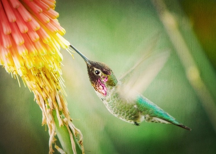 Hummingbird with Flower - 5x7 Fine Art Photography Print